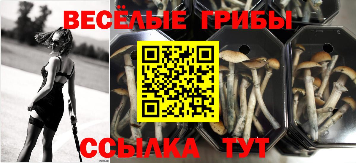 Новый Уренгой  Галлюциногенные грибы прущие грибы  Вход с VPN 